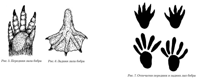 Лапка белки рисунок