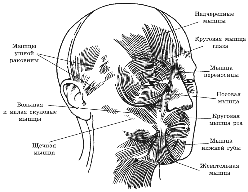 Мимические мышцы рисунок