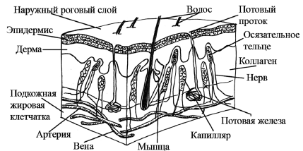 Строение кожи схема с подписями