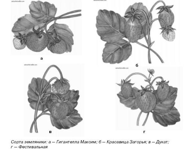 Созревание клубники от цветения до созревания картинки