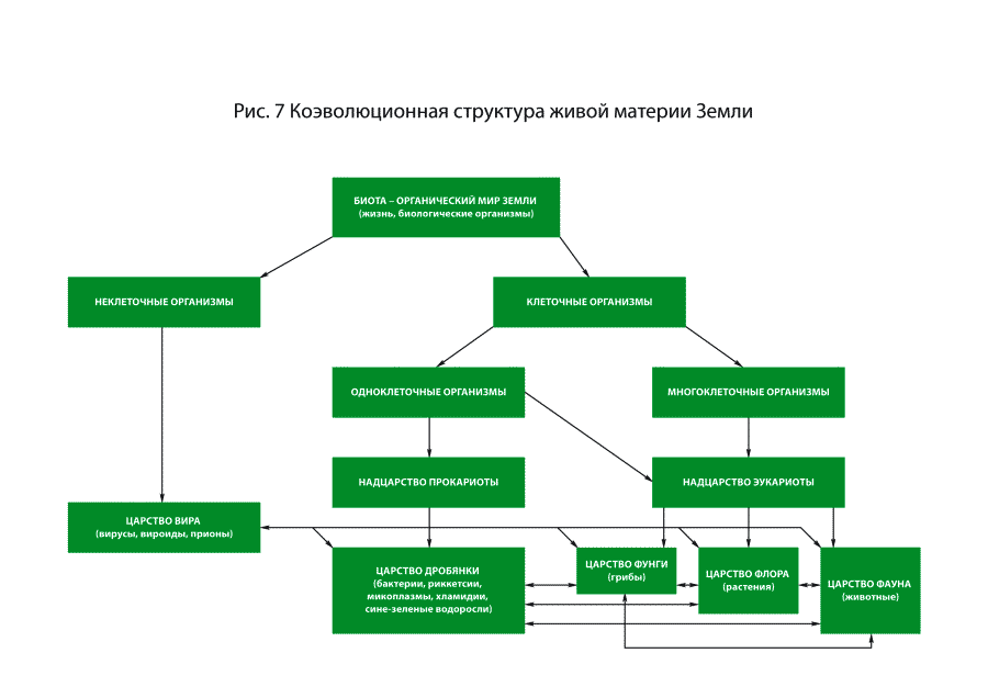 Структура фауны. Животный мир структура. Иерархия фауны. Отдел городской фауны структура.