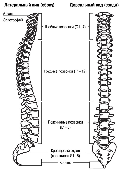 Поясничного отдела позвоночника схема