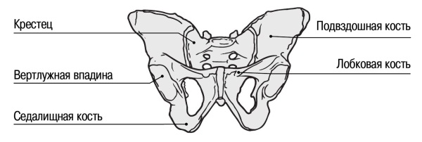 Лобковая область мужчины. Тазовая кость рисунок с подписями. Лобковая кость рисунок. Мужская лобковая кость. Подвздошная и седалищная кости таза.