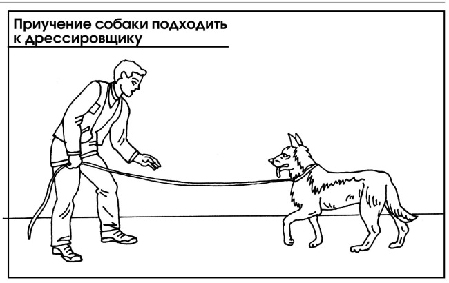 Повторяй собака. Дрессировка собаки схема. Приучение подходить к дрессировщику. Приучение собаки подходить к дрессировщику. Дрессировка команда ко мне.