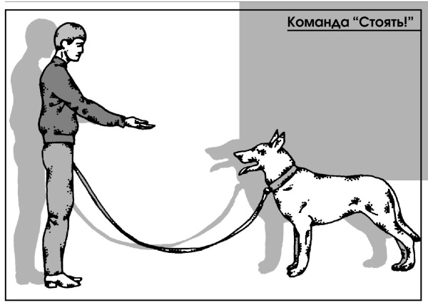 Жесты для дрессировки собак в картинках с названиями и описанием для начинающих