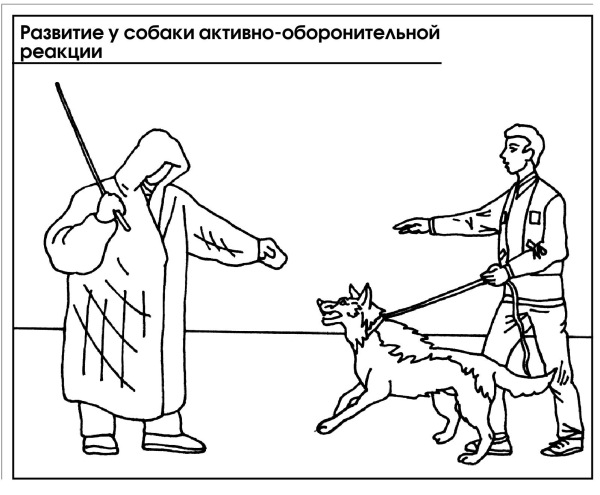 Длина цепи караульной собаки. Раскраска немецкая овчарка на поводке. Собаки на службе у человека рисунок. Схема защитно караульной службы собак.