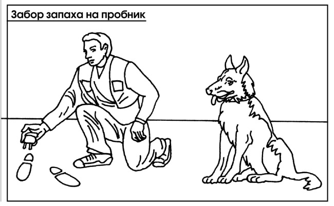 По мнению кинологов овчарка нуждается в частых упражнениях схема предложения