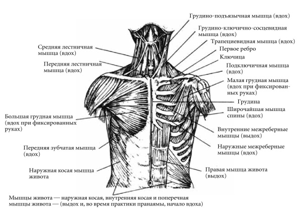 Мышцы акта вдоха. Мышцы вдоха и выдоха таблица основные и вспомогательные. Мышцы живота вдох и выдох таблица. Вспомогательные мышцы вдоха. Вспомогательные мышцы грудной клетки.