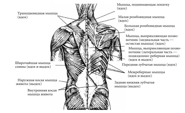 Мышцы спины медунивер