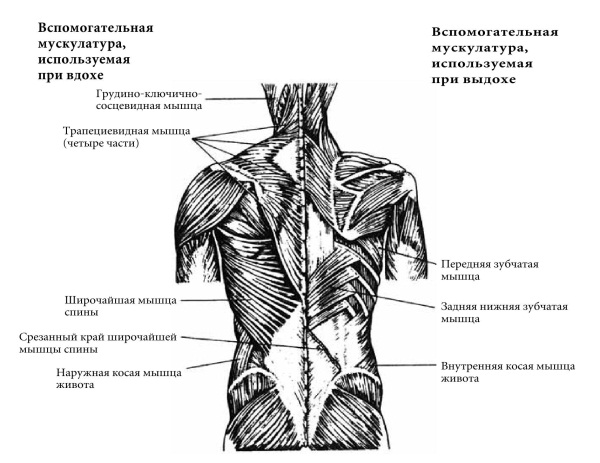 Мышцы вдоха. Мышцы вдоха и выдоха основные и вспомогательные. Мышцы вдоха основные и вспомогательные. Мышцы выдоха основные и вспомогательные. Вспомогательная мускулатура при акте дыхания.