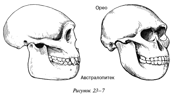 Череп австралопитека рисунок