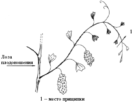 Прищипывание хризантем схема