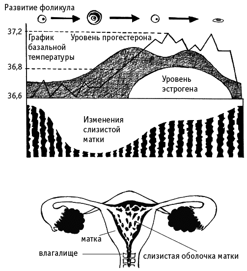 Течение цикла. Матка в течении цикла. Что происходит в яичнике в течение цикла. Витамин д и фазы цикла. Что происходит в матке в течение цикла.