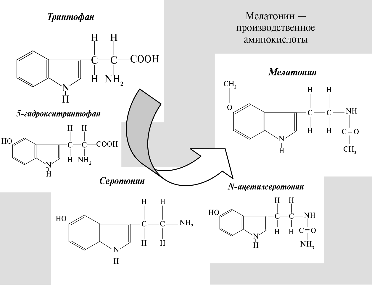 Синтез мелатонина