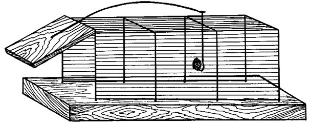 Живоловка для крыс своими руками чертежи и размеры