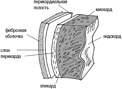 Срез стенки сердца рисунок