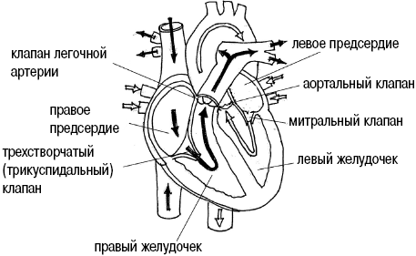 Клапаны сердца рисунок. Строение сердца с клапанами схема. Строение клапанов сердца анатомия. Клапаны сердца человека схема. Строение клапанного аппарата сердца.