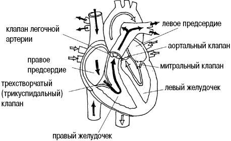 Схема камеры сердца