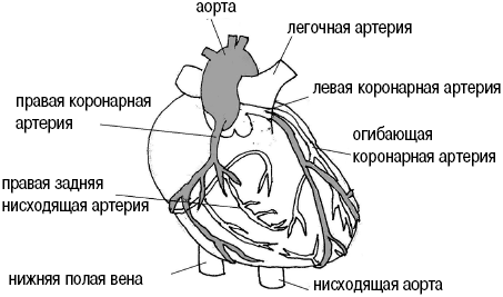 Рисунок коронарные артерии