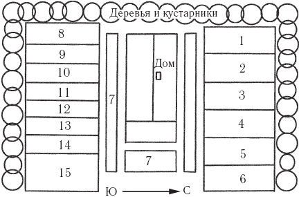 Схема рассадки капусты белокочанной