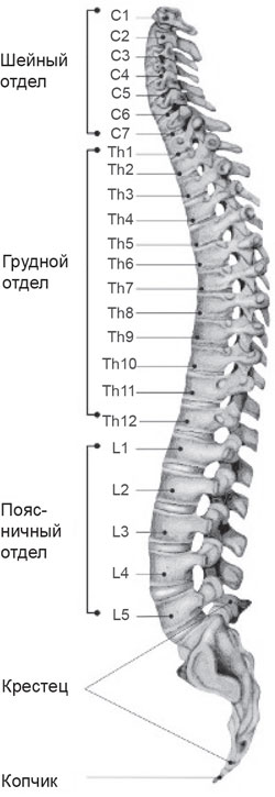 Th8 th9 позвонка