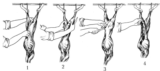 Разделка тушки кролика схема
