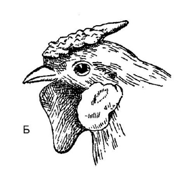 Курица с листовидным гребнем черным оперением. Органы слуха у курицы.