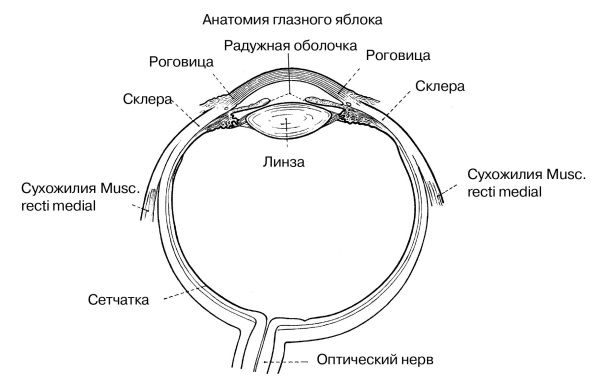 Характеристика оболочки глазного яблока. Строение оболочек глазного яблока. Схема глазного яблока анатомия. Строение оболочек глазного яблока анатомия. Схема строения оболочек глазного яблока.