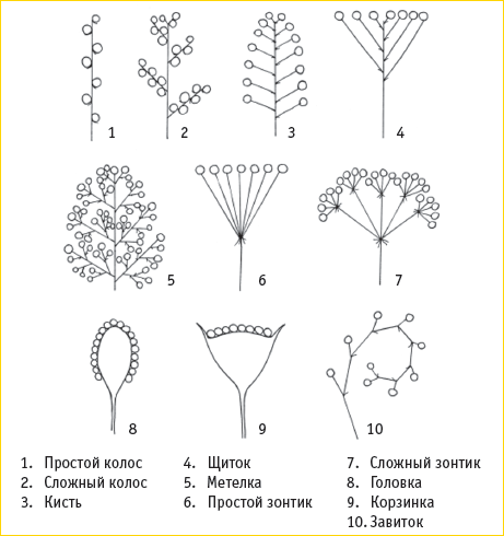 Схема простых соцветий