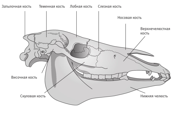 Череп лошади схема