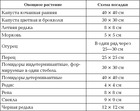 Схема посадки брокколи на грядке