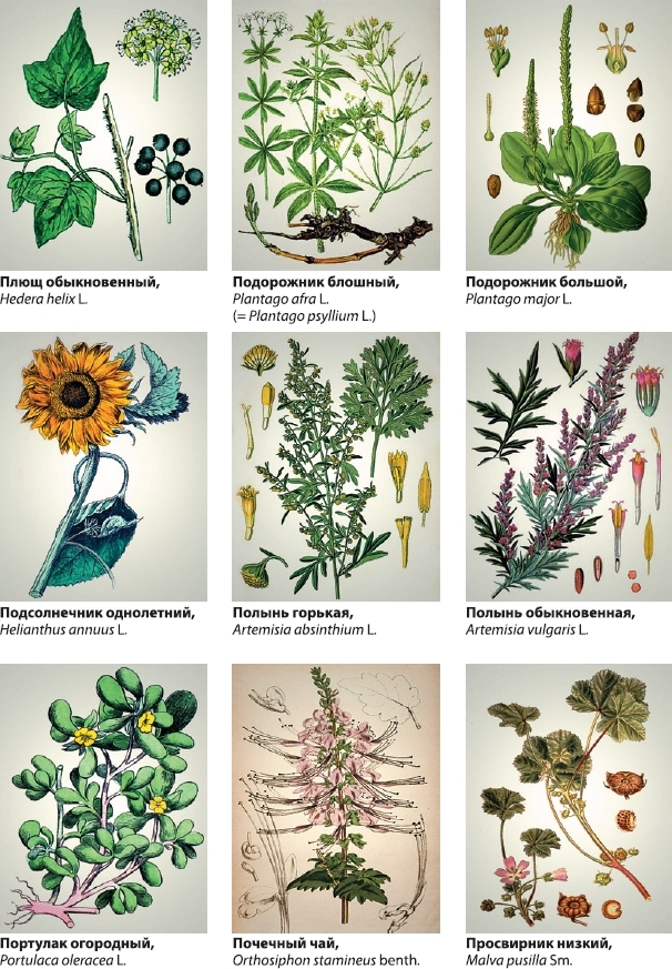 Энциклопедия лечебных трав и растений с фото
