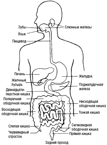 Жкт рисунок с описанием человека