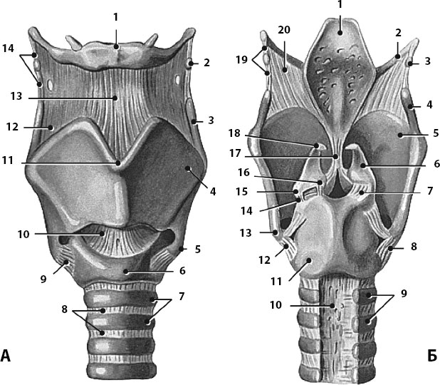 Щитовидный хрящ гортани фото