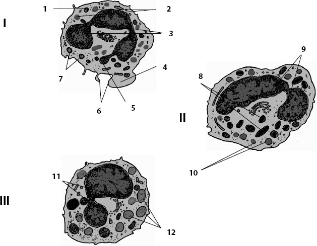 Сегмента ядерная. Схема ультрамикроскопического строения нейтрофильного гранулоцита.. Схема ультрамикроскопического строения базофильного гранулоцита.. Базофильный гранулоцит гистология. Сегментированное ядро гистология.