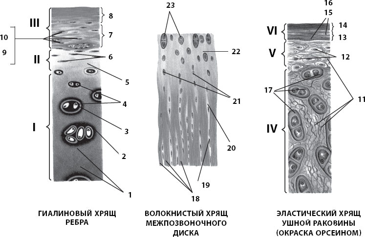 Волокнистый хрящ рисунок с подписями