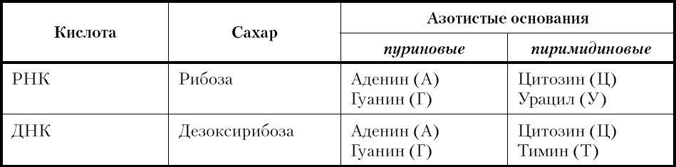 Основания рнк. Таблица азотистых оснований ДНК. Азотистые основания ДНК И РНК таблица. Состав нуклеотида ДНК И РНК таблица. Азотные основания ДНК И РНК таблица.