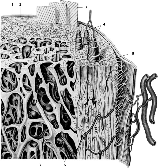 Микроскопическое строение. Микроскопическое строение компактного вещества кости рисунок. Микростроение трубчатой кости. Компактное вещество кости остеоны. Микроскопическое строение кости.