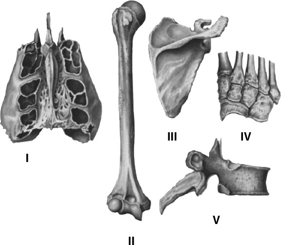 5 костей губчатых. Решетчатая кость воздухоносная. Воздухоносные кости решетчатая кость. Смешанные воздухоносные кости губчатые. Кости трубчатые губчатые плоские смешанные.