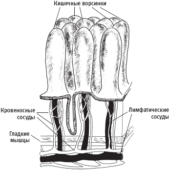 Схема строения кишечной ворсинки