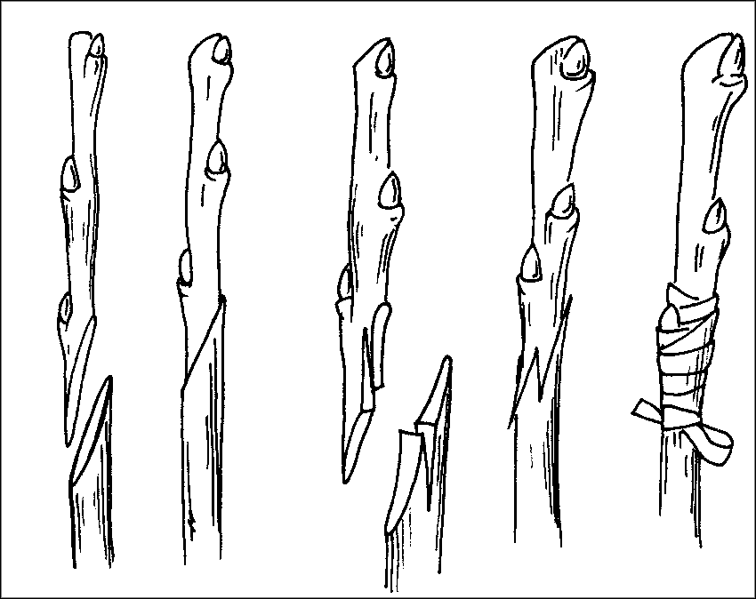 Размножение яблони прививкой