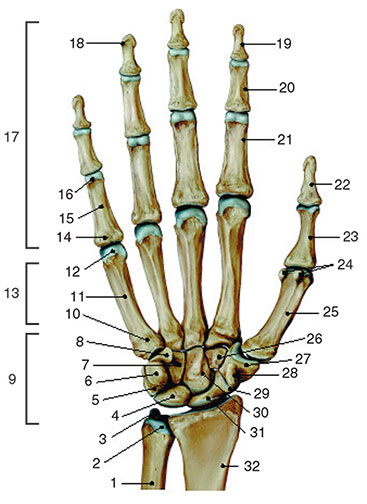 Анатомия костей кисти. Кости кисти анатомия. Кости запястья анатомия человека. Гороховидная кость кисти. Кости кисти ладонная поверхность анатомия.