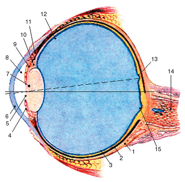 Схема строения глаза человека в сагиттальном разрезе