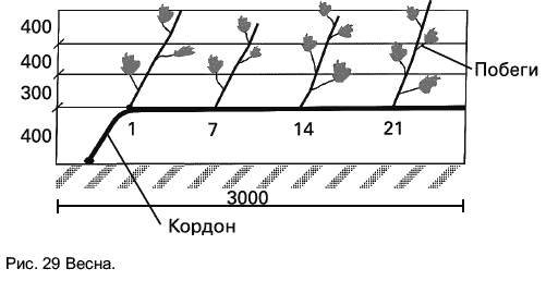 Виноград схема посадки при однополосной шпалере