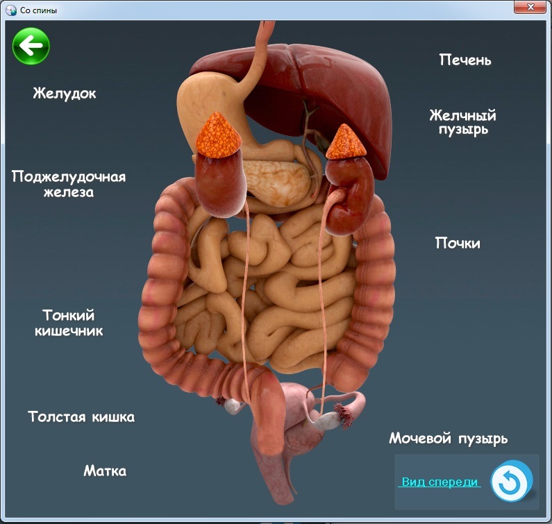 Органы желудок кишечник печень