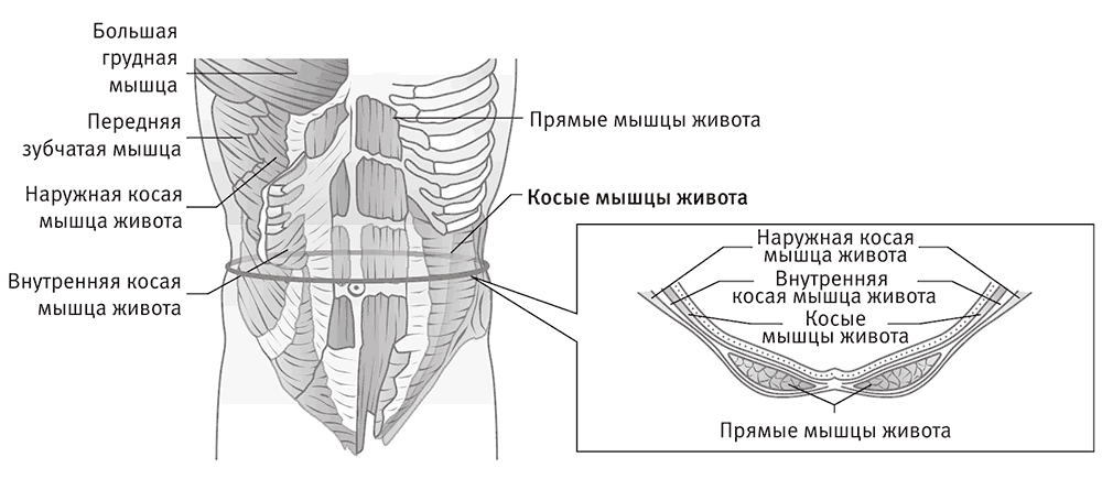 Внутренняя косая мышца живота. Мышцы живота схема. Влагалище прямой мышцы живота схематично. Прямая мышца живота схема. Мышцы живота в разрезе.