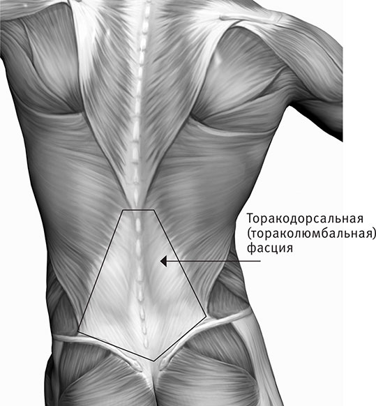 Поясничный треугольник Пти