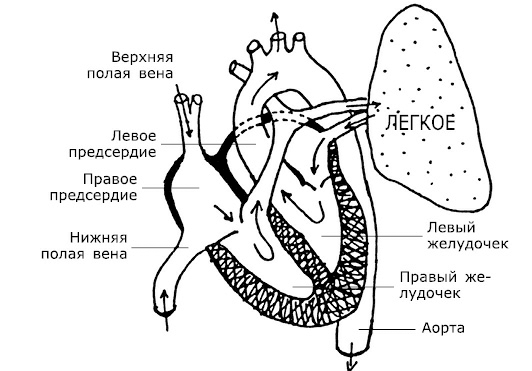 Полая вена левого предсердия. Распознавание на наглядных пособиях органов системы кровообращения.