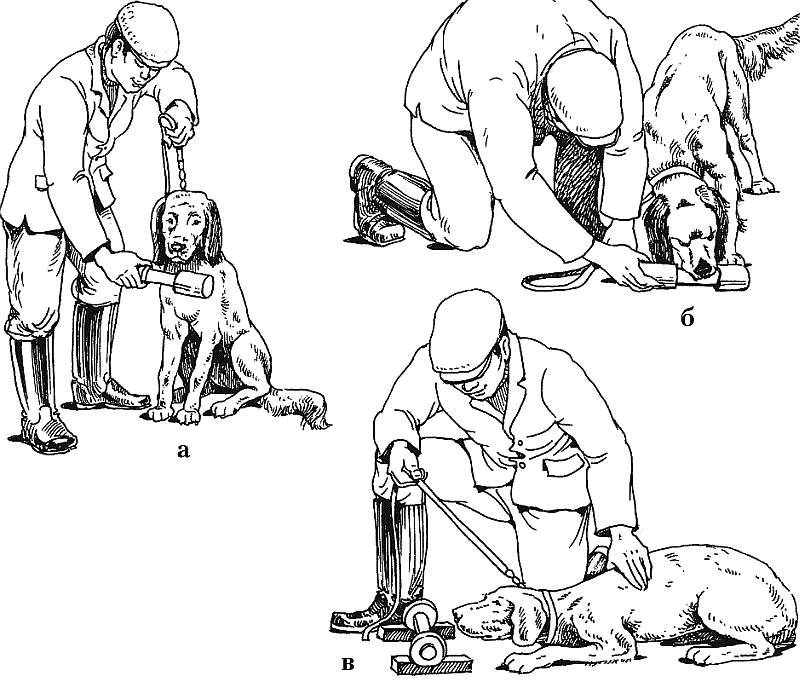 Способы дрессировки собак. Методы дрессировки собак. Механические методы дрессировки. Вкусопоощрительный метод дрессировки собак. Механический способ дрессировки собак.