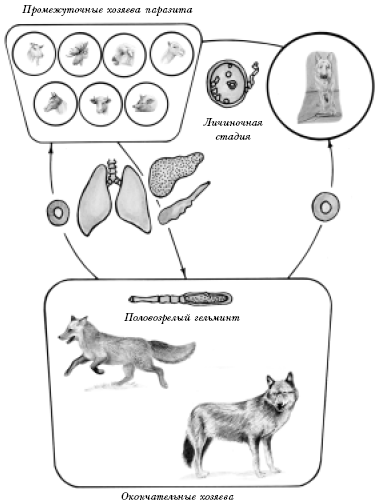 Жизненный цикл эхинококка схема с подписями